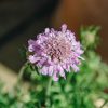 Plants Scabious Pollinator Garden | Scabiosa Pink Mist