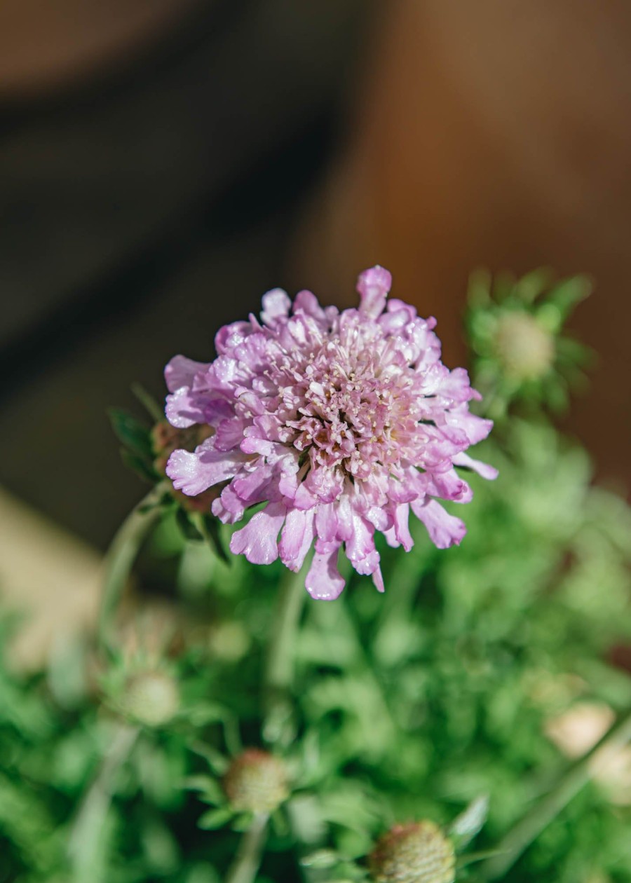 Plants Scabious Pollinator Garden | Scabiosa Pink Mist