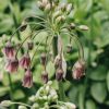 Plants Nectaroscordum Pollinator Garden | Nectaroscordum Siculum