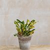 Interiors Burford Garden Co. Houseplants & Pots | Codiaeum 'Mammy'