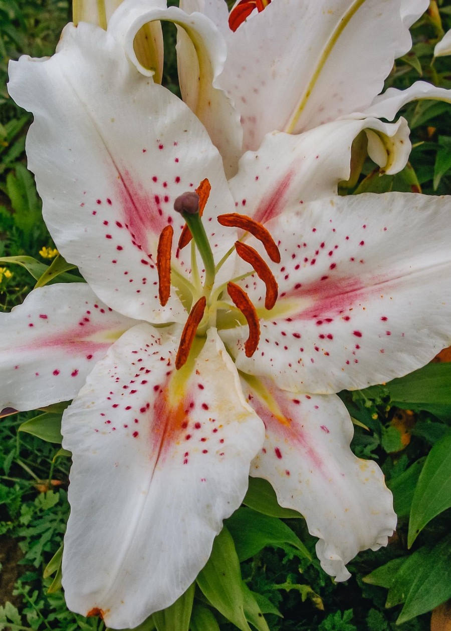 Plants Taylors Bulbs Lily Bulbs | Lilium 'Muscadet', Pack Of Three Bulbs