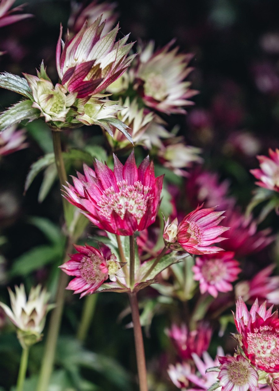 Plants Astrantia Pollinator Garden | Astrantia Star Of Love