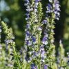 Plants Salvia Pollinator Garden | Salvia Azure Snow