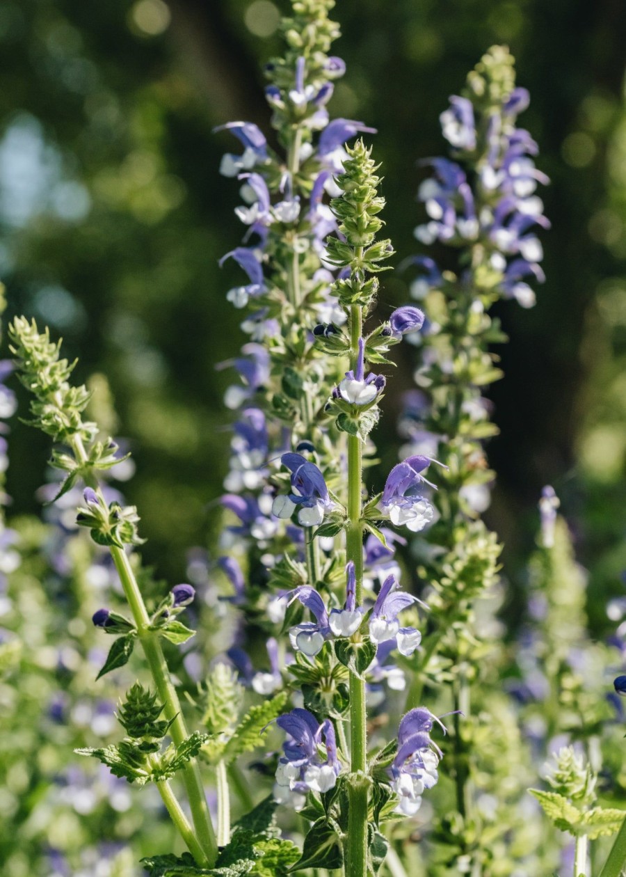 Plants Salvia Pollinator Garden | Salvia Azure Snow