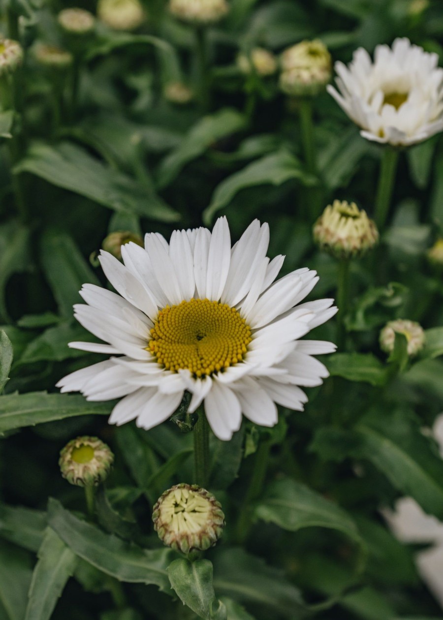 Plants Leucanthemum Pollinator Garden | Leucanthemum Taurus