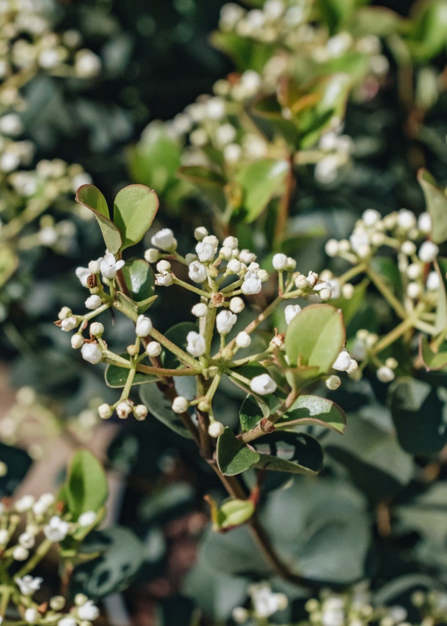 Plants Viburnum Cottage Garden | Viburnum Fairy Stars