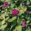 Plants Spiraea Pollinator Garden | Spiraea Double Play Artist