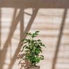 Interiors Houseplants Houseplants & Pots | Rhaphidophora Tetrasperma