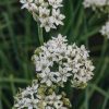 Plants Allium Pollinator Garden | Allium Cliffs Of Dover