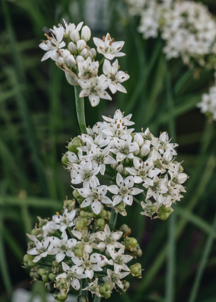 Plants Allium Pollinator Garden | Allium Cliffs Of Dover