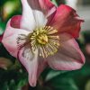 Plants Hellebore Pollinator Garden | Helleborus Ice N Roses Rose