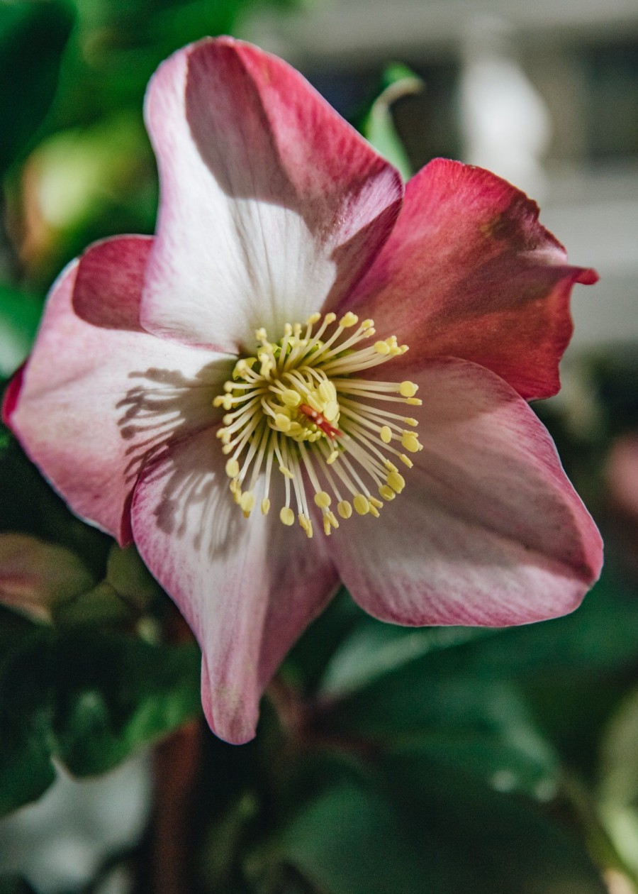 Plants Hellebore Pollinator Garden | Helleborus Ice N Roses Rose