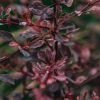 Plants Berberis Pollinator Garden | Berberis Thunbergii Rose Glow Agm