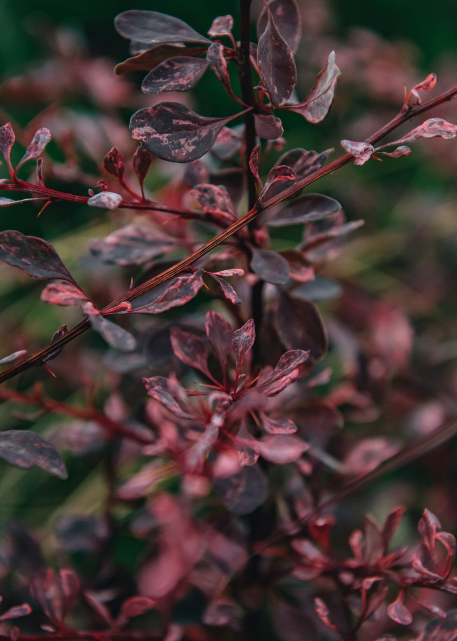 Plants Berberis Pollinator Garden | Berberis Thunbergii Rose Glow Agm