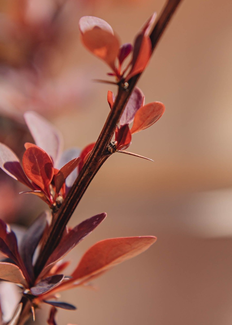 Plants Berberis Pollinator Garden | Berberis Thunbergii Rose Glow Agm