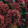 Plants Skimmia Cottage Garden | Skimmia Japonica Rubella (Male)