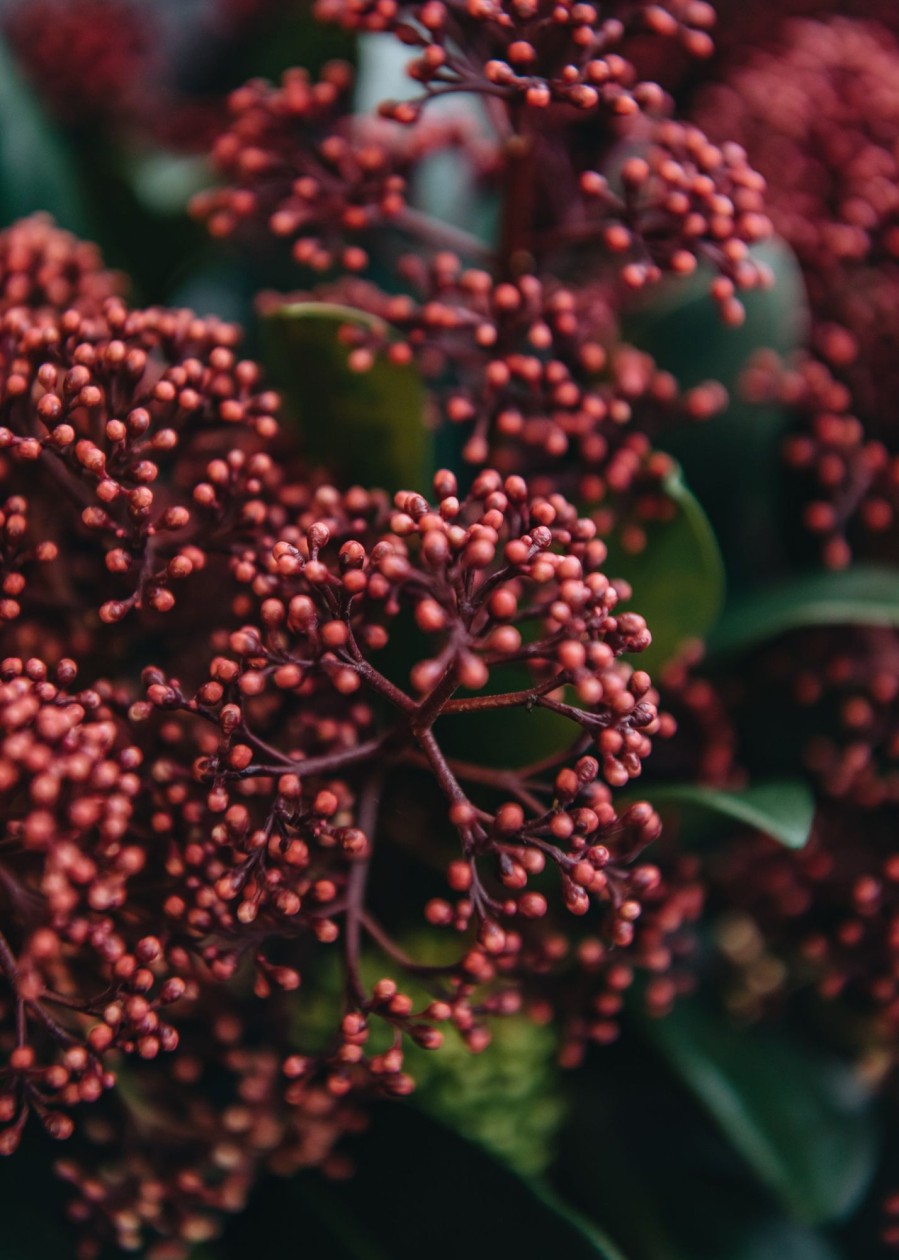 Plants Skimmia Cottage Garden | Skimmia Japonica Rubella (Male)