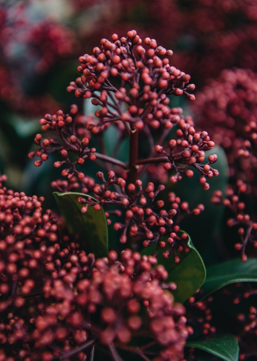 Plants Skimmia Cottage Garden | Skimmia Japonica Rubella (Male)