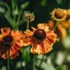 Plants Helenium Prairie Garden | Buy Helenium Short 'N' Sassy