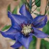 Plants Clematis Cottage Garden | Clematis Multi Blue