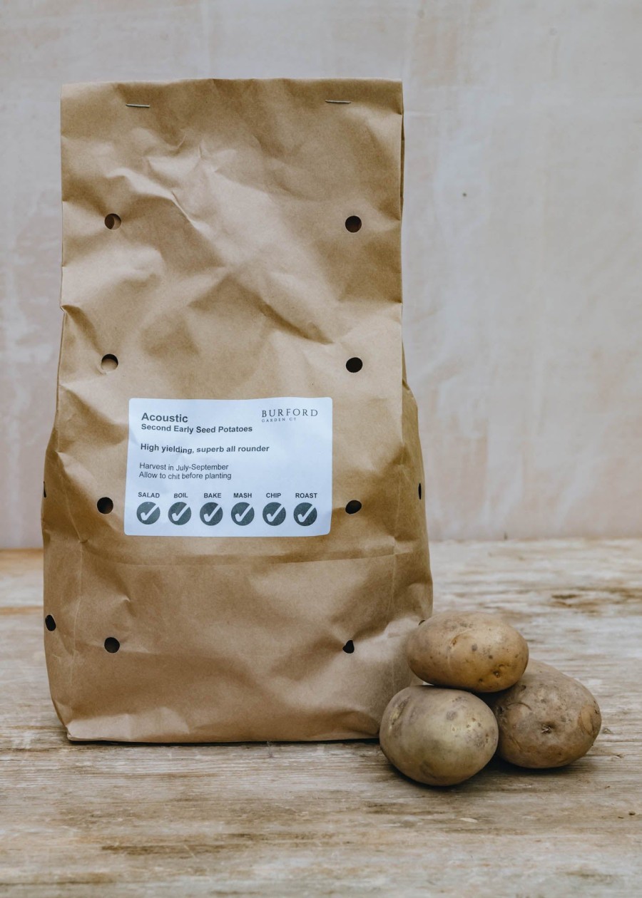 Plants Taylors Bulbs Seed Potatoes | Potato 'Acoustic', 2Kg