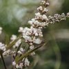 Plants Vitex Pollinator Garden | Vitex Agnus Castus Latifolia Agm