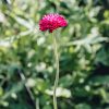 Plants Scabious Pollinator Garden | Knautia Mars Midget