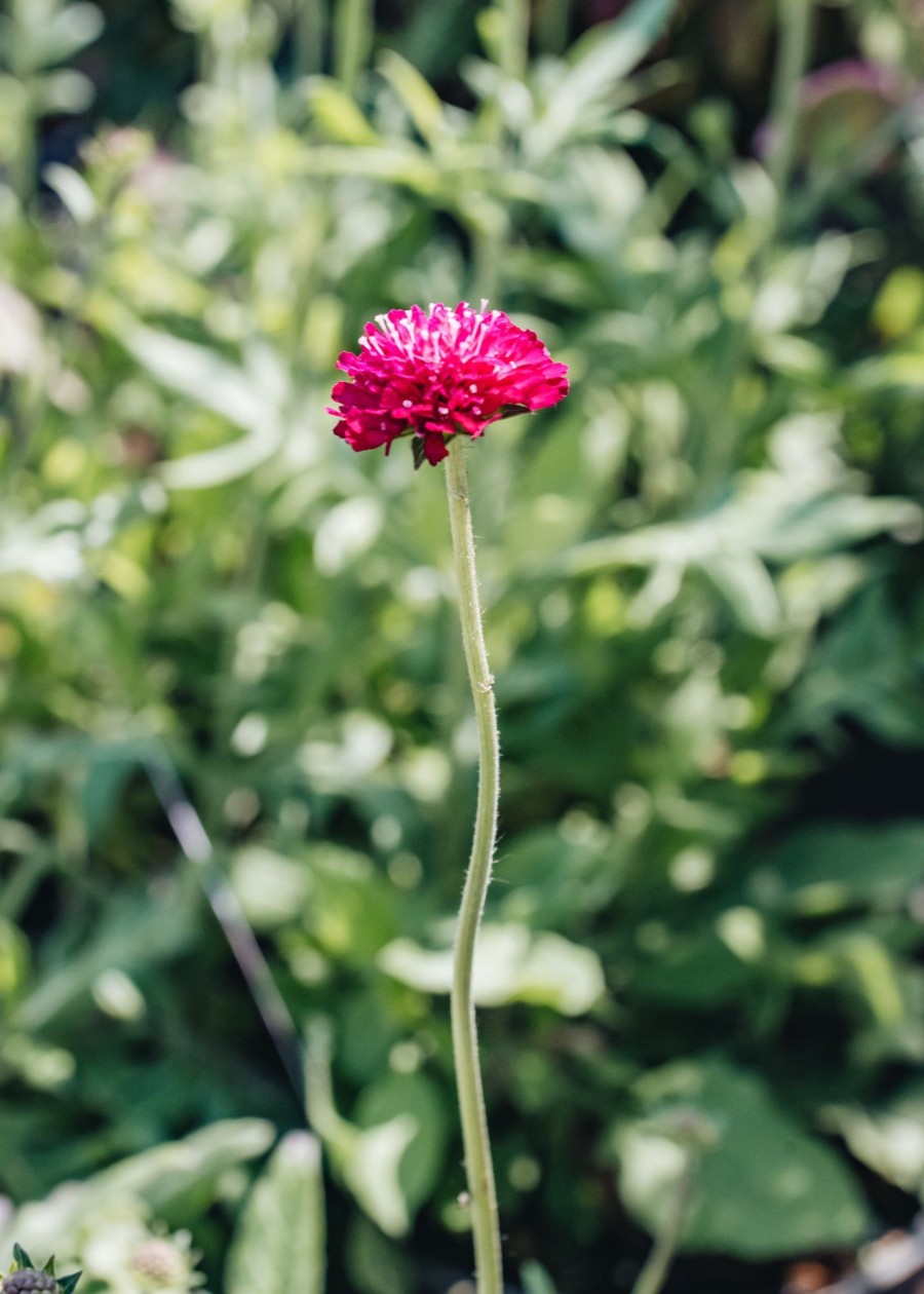 Plants Scabious Pollinator Garden | Knautia Mars Midget