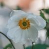 Plants Anemone Pollinator Garden | Buy Anemone X Hybrida Honorine Jobert