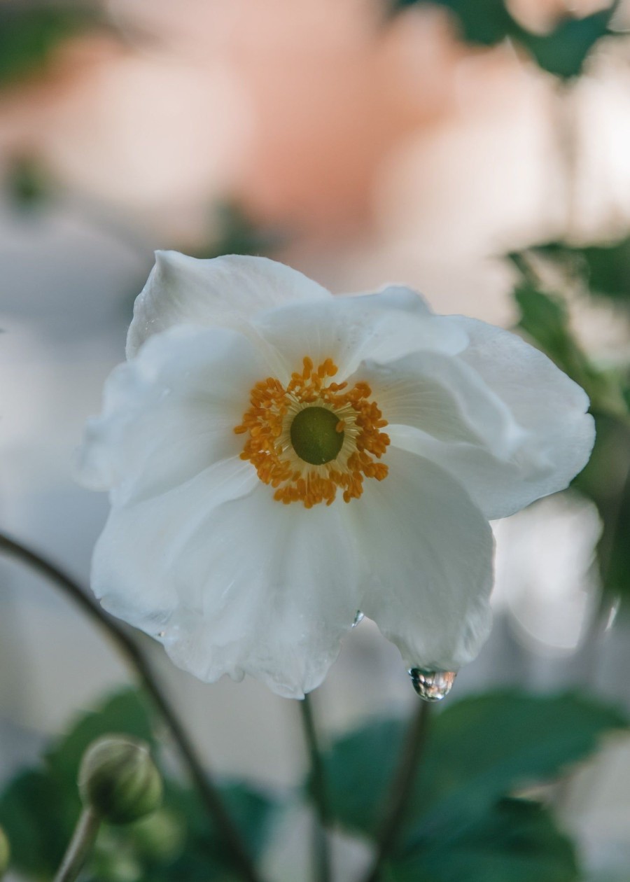 Plants Anemone Pollinator Garden | Buy Anemone X Hybrida Honorine Jobert