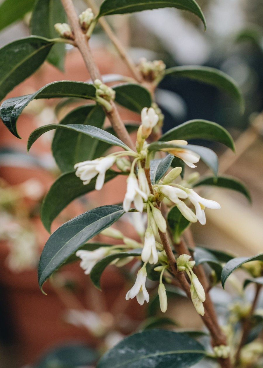 Plants Osmanthus Cottage Garden | Osmanthus Burkwoodii 5L