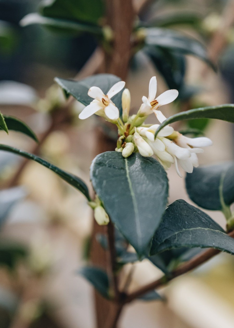 Plants Osmanthus Cottage Garden | Osmanthus Burkwoodii 5L